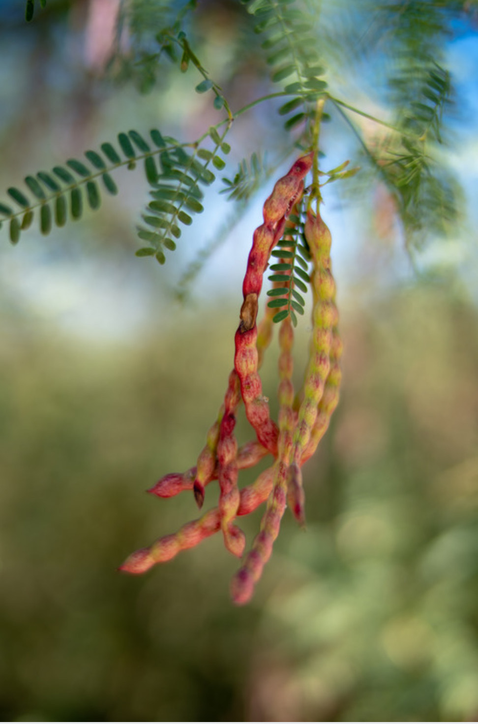Mesquite Bean - Coffee Alternative - Image 2
